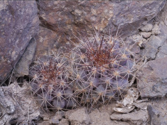 Copiapoa humilis ssp. tocopillana 1.jpg