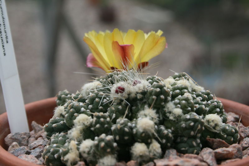 Файл:Cumulopuntia rossiana 3.jpg