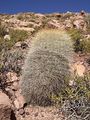 Echinopsis formosa ssp. korethroides 2.JPG