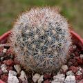 Escobaria orcuttii var. macraxina 13496.jpg