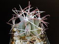 Ferocactus emoryi ssp. emoryi 2.JPG