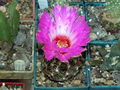 Thelocactus bicolor ssp. schwarzii.JPG