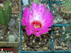 Thelocactus bicolor ssp. schwarzii.JPG