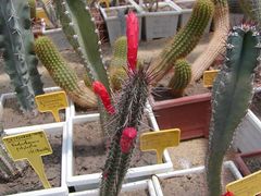 Cleistocactus santacruzensis.jpg