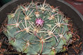 Ferocactus macrodiscus 7.jpg
