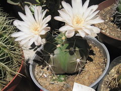 Gymnocalycium horstii ssp. horstii.JPG