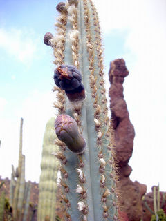 Pilosocereus azulensis 1h.jpg