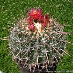 Ferocactus gracilis subs. gatesii 133.jpg