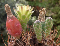 Gymnocalycium mihanovichii 01.jpg