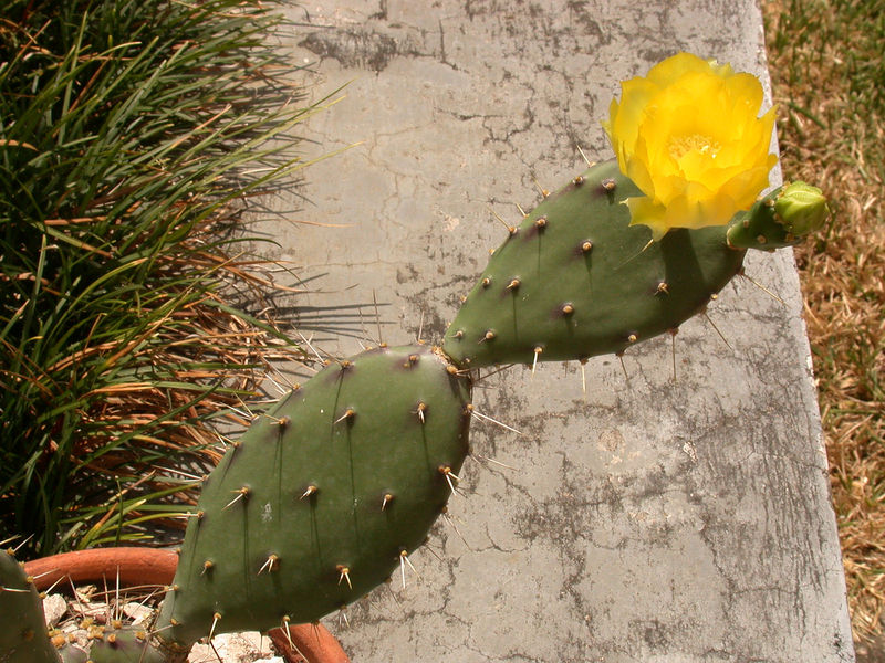 Файл:Opuntia guatemalensis Britton & Rose 2.jpg