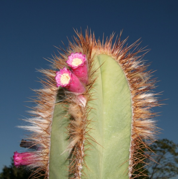 Файл:Pierrebraunia brauniorum 1.jpg