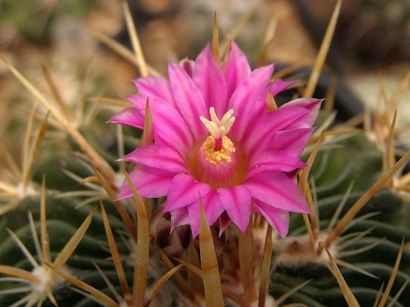 Файл:Stenocactus ochoterenaus.jpg