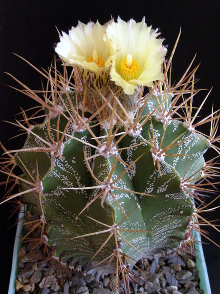 Файл:Astrophytum ornatum 1 - As.jpg