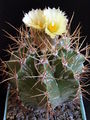 Astrophytum ornatum 1 - As.jpg