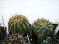 Copiapoa cinerea ssp. columna-alba 3.jpg