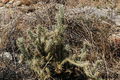 Cylindropuntia californica var. parkeri 1898.jpeg
