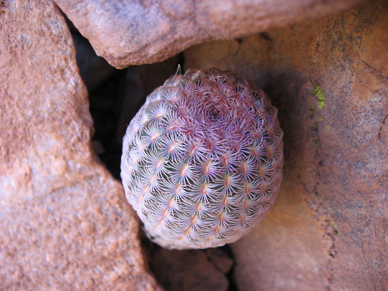 Файл:Echinocereus rigidissimus ssp. rigidissimus 2.jpg
