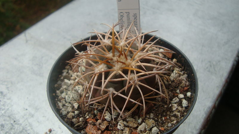 Файл:Gymnocalycium spegazzinii ssp. spegazzinii v. punillense VS79.jpg