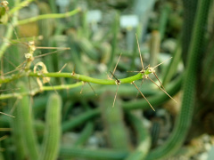 Leuenbergeria marcanoi 7084.jpg