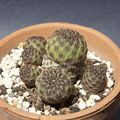 Rebutia pulchra 0853.jpg