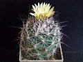 Coryphantha nickelsiae 2.JPG