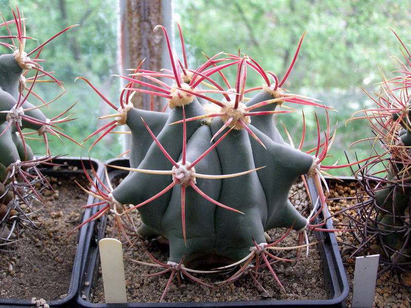 Файл:Ferocactus emoryi ssp. emoryi 5.JPG