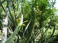Praecereus euchlorus ssp. euchlorus 2.JPG
