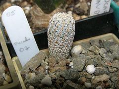 Turbinicarpus pseudomacrochele ssp. lausseri.jpg