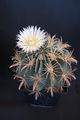 Ferocactus latispinus ssp. latispinus 5.jpg