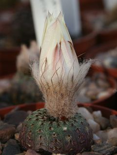 Frailea phaeodisca 02.jpg