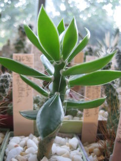 Quiabentia verticillata.jpg