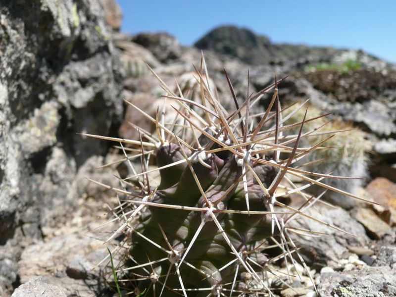 Файл:Echinocereus fendleri ssp. fendleri 1.jpg