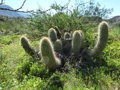 Echinopsis huascha ssp. huascha 2.JPG