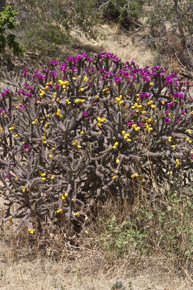 Файл:Cylindropuntia spinosior 0517.jpeg