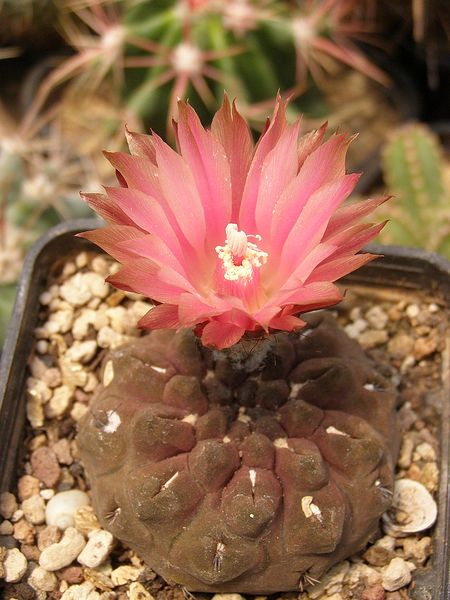 Файл:Eriosyce occulta 1.jpg