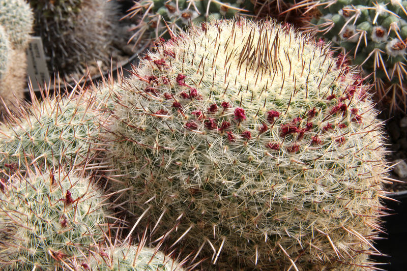 Файл:Mammillaria guerreronis 0.jpg