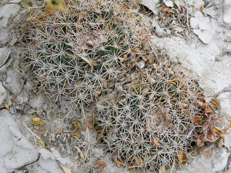 Файл:Mammillaria heyderi ssp. heyderi 1.jpg