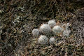 Escobaria sneedii ssp. orcuttii h1.jpg