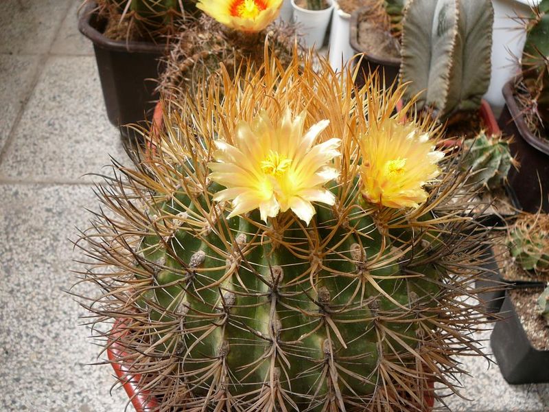 Файл:Ferocactus chrysacanthus ssp. chrysacanthus 7.jpg
