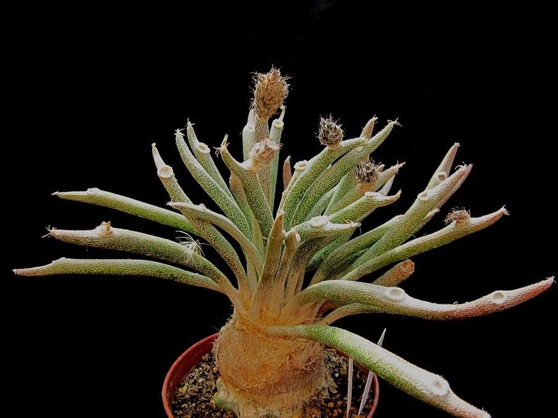 Файл:Astrophytum caput-medusae 3.jpg