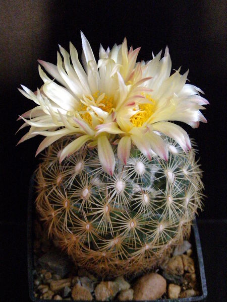 Файл:Coryphantha vaupeliana 2.JPG