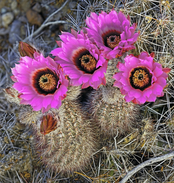 Файл:Echinocereus chisosensis 1.jpg