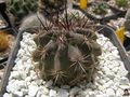 Eriosyce eriosyzoides ssp. eriosyzoides.jpg