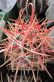 Ferocactus cylindraceus ssp. tortulispinus 1.jpg