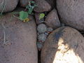 Mammillaria albicans fraileana 32.jpg