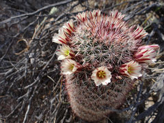 Mammillaria dioica 0.jpg