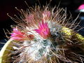 Mammillaria rekoi ssp. leptacantha 6.JPG