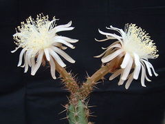 Peniocereus cuixmalensis 1.jpg