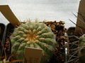 Copiapoa cinerea ssp. columna-alba 2.jpg