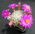 Mammillaria deherdtiana ssp. dodsonii 5.jpg